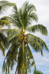 Fototapeta na wymiar Coconut Tree at the island of Langkawi. Coconut palm on blue sky. Palm tee with ripe coconuts. Exotic and wild scenery with palm trees and coconut trees in Malaysia. Green Palm Tree against blue sky