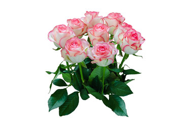 pink roses isolated, on transparent background