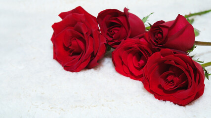 Valentine's day date 14 february. Background with red roses bouquet on white background. Greeting card template for Valentines Day. Copy space for text.