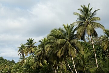 Fototapeta na wymiar Coconut palms on Bom Bom beach. Principe Island. Sao Tome and Principe. Africa.