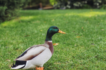 Naklejka na ściany i meble A duck walking in a park 