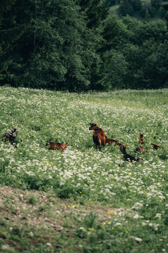 goats on the grass in a coniferous forest