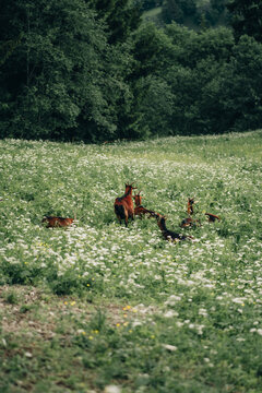 goats on the grass in a coniferous forest