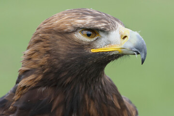 Portrait of a Golden Eagle against a green background
