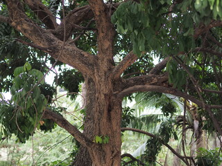 tree on the beach