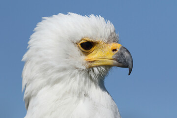 Portrait of an African Fish Eagle against a blue sky
