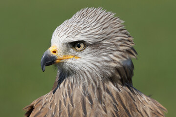 Obraz premium Portrait of a Black Kite against a green background 