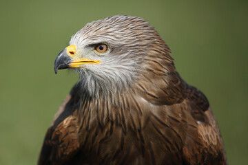 Portrait of a Black Kite against a green background
