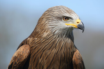 Portrait of a Black Kite against a blue sky
