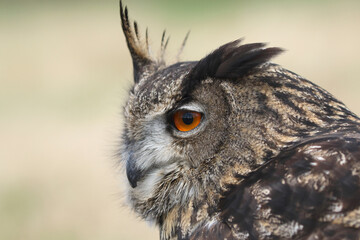 A portrait of an adult Eurasian Eagle Owl seen from the side
