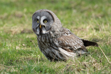 A portrait of a Great Grey Owl in a meadow
