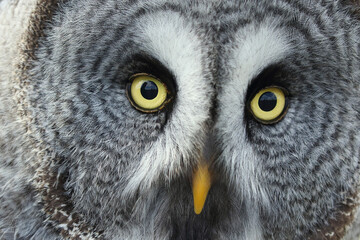 A portrait of a Great Grey Owl
