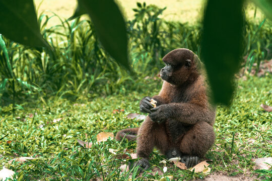 portrait of choro monkey in iquitos, peru