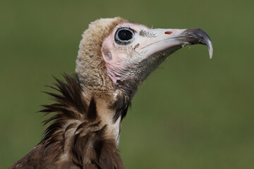 Portrait of a Hooded Vulture looking up

