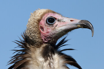 Portrait of a Hooded Vulture against a blue sky
