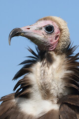 Portrait of a Hooded Vulture against a blue sky
