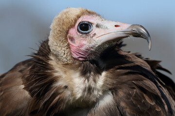 A portrait of a Hooded Vulture
