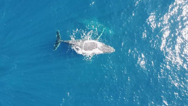 Baleine &agrave; bosse et son baleineau film&eacute; au drone sur l'&icirc;le de la R&eacute;union dans l'oc&eacute;an Indien. Mer bleue turquoise transparente. Caudale visible et jet d'eau et d'air par l'&eacute;vent.