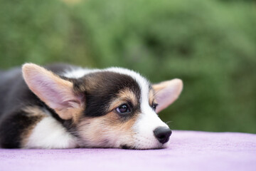 Corgi puppy dog sleeping or lying in summer sunny day
