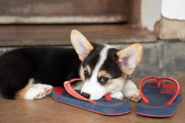 Welsh corgi dog pembroke puppy playing owners shoes or flip flop.