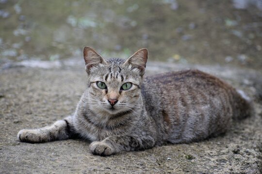 Beauty domestic female cat relaxing on the ground