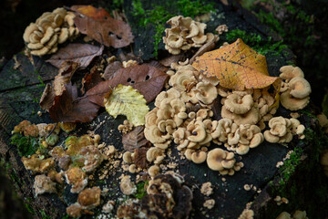 mushrooms on a tree