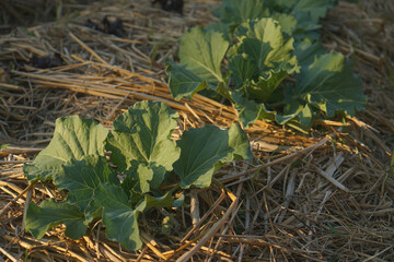Chinese kale vegetable growing out of the earth in the garden