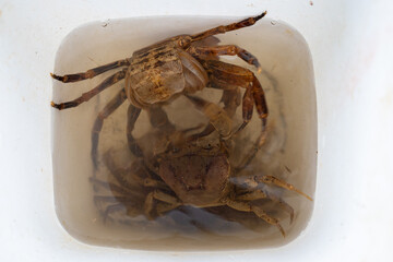 Freshwater crabs are found throughout the tropical and subtropical regions of the world.  They live in a variety of bodies of water, from fast-flowing rivers to swamps