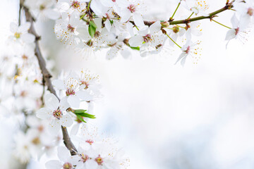White cherry blossom in spring time against blue sky. Nature blossom spring background. Branches of...