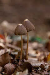 mushroom in the grass