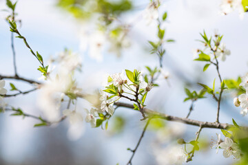 White cherry blossom in spring time against blue sky. Nature blossom spring background. Branches of blossoming cherry macro with soft focus on light blue sky background