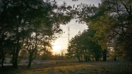 Fototapeta na wymiar Sunset landscape in the forest