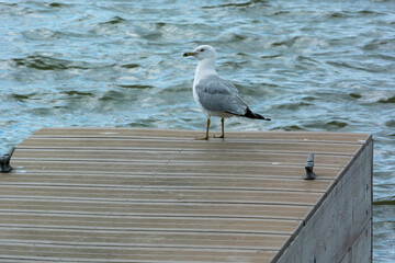 A Herring Gull Resting On The Dock By The River In Summer