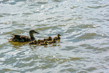 Mallard Hen And Ducklings Swimming On The River In Summer