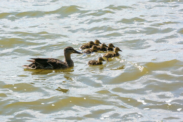 Mallard Hen And Ducklings Swimming On The River In Summer