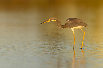 A tricolored heron (Egretta tricolor) foraging at the Texas coast.