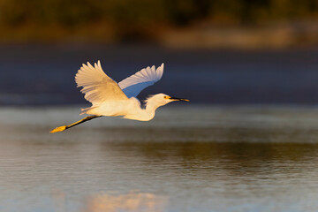 A snowy egret (Egretta thula) in flight