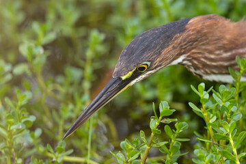 A close up portrai of a green heron (Butorides virescens) foraging in the grass