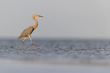 A reddish egret (Egretta rufescens) foraging for fish at the texas coast.