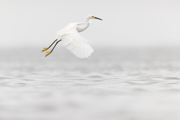 A snowy egret (Egretta thula) in flight