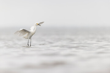 A snowy egret (Egretta thula) in flight