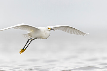 A snowy egret (Egretta thula) in flight