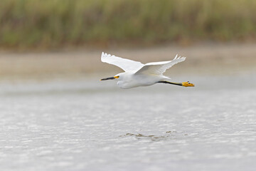 A snowy egret (Egretta thula) in flight