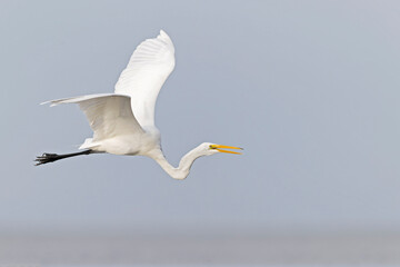 An adult great egret (Ardea alba) in flight.
