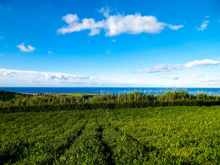 Fototapeta na wymiar Landscape of tea plantation in Porto Formoso