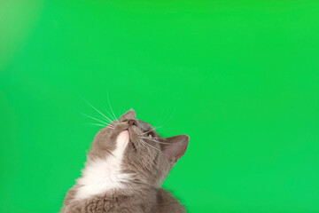 Small Cat Playing and Jumping Isolated on Green Screen Background. Baby Cat Sitting and Looking Up. Gray Kitten on Chroma Key Backdrop. Little Kitty Funny Video Footage. Pet Friendship. Close Up. 4K