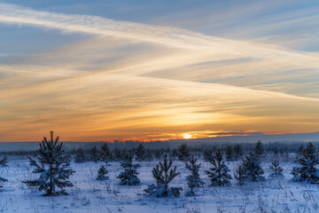 Winter evening on a snowy forest glade with young pine trees and a romantic sky. Russia, Ural.