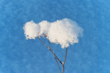 Rosettes of a field plant covered with a fluffy cap of snow on a blue background.