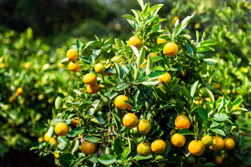 The image of a kumquat tree with many beautiful fruits on Vietnamese Lunar New Year's Day is a symbol of prosperity and abundance