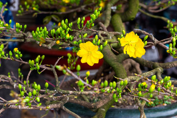 Beautiful Yellow flower named Mai is the symbol of Vietnamese traditional lunar new year in south Vietnam.